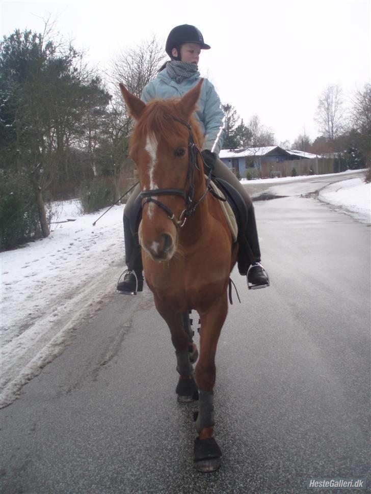 Frederiksborg Bibi  (Solgt) billede 3