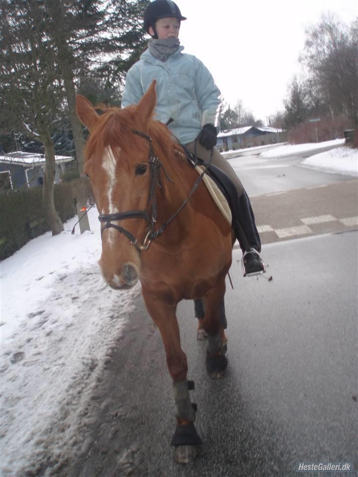 Frederiksborg Bibi  (Solgt) billede 4