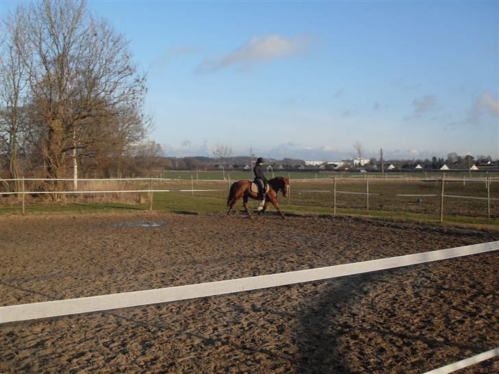 Frederiksborg Bibi  (Solgt) billede 5
