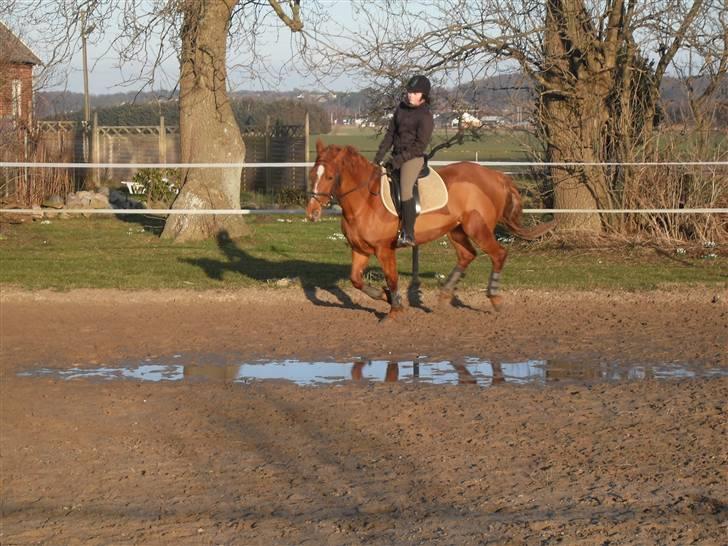 Frederiksborg Bibi  (Solgt) billede 6