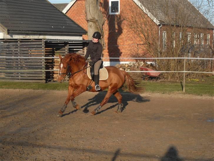 Frederiksborg Bibi  (Solgt) billede 7