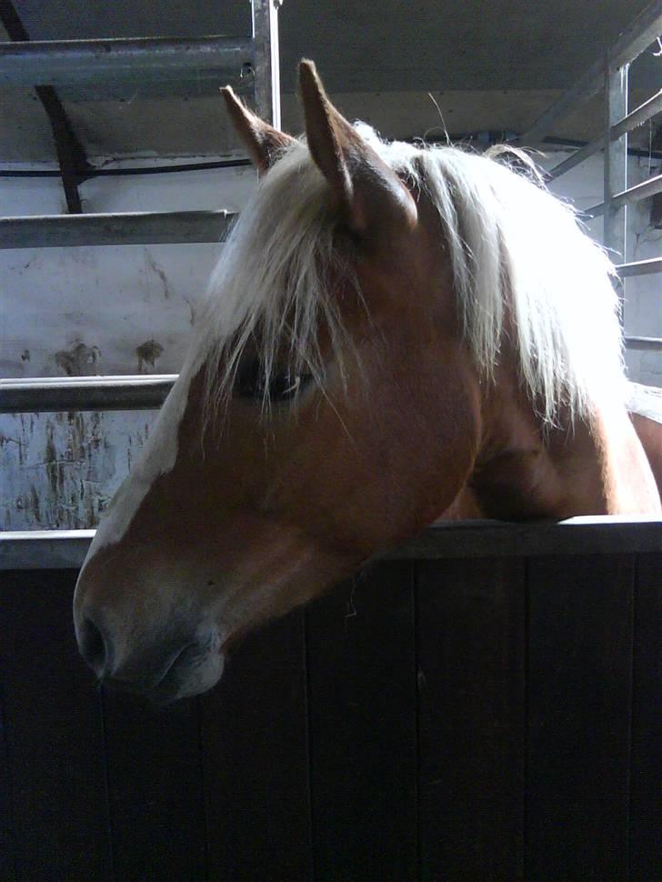 Haflinger Beat Bob- Solgt billede 1