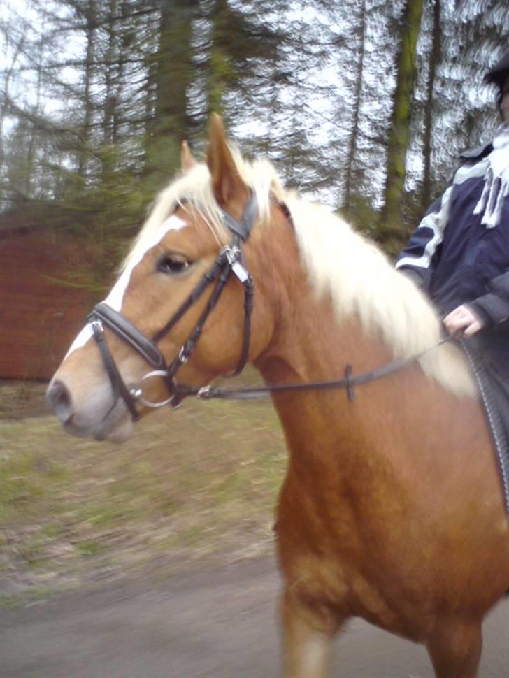 Haflinger Beat Bob- Solgt billede 2