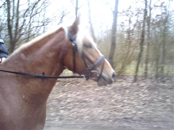 Haflinger Beat Bob- Solgt billede 3