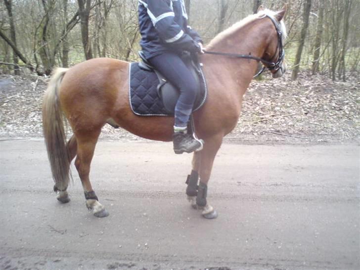 Haflinger Beat Bob- Solgt billede 4