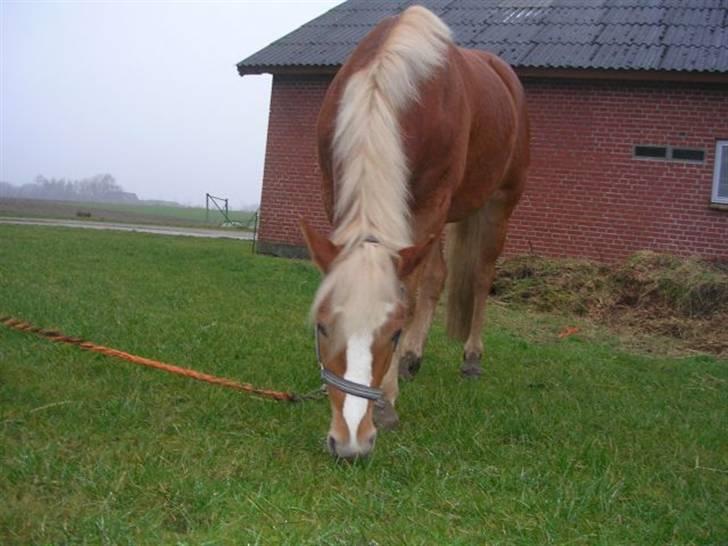 Haflinger Beat Bob- Solgt billede 5