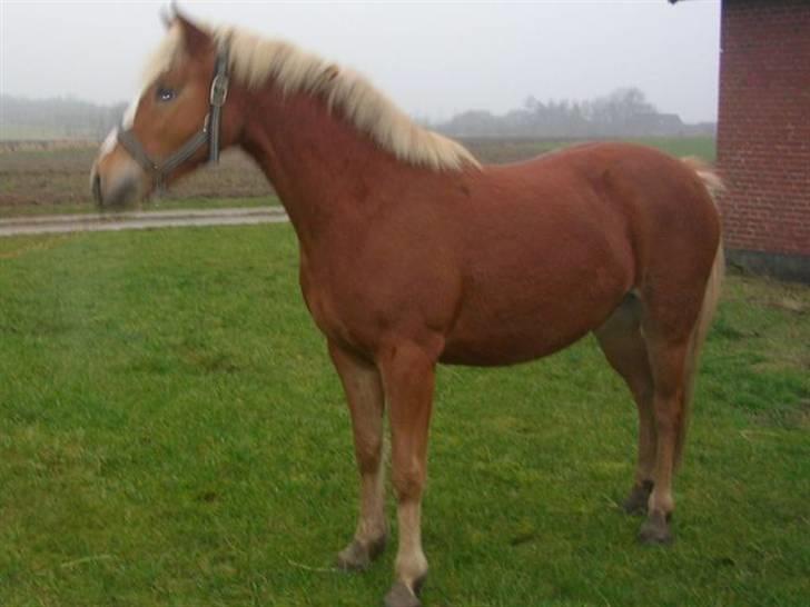 Haflinger Beat Bob- Solgt billede 6