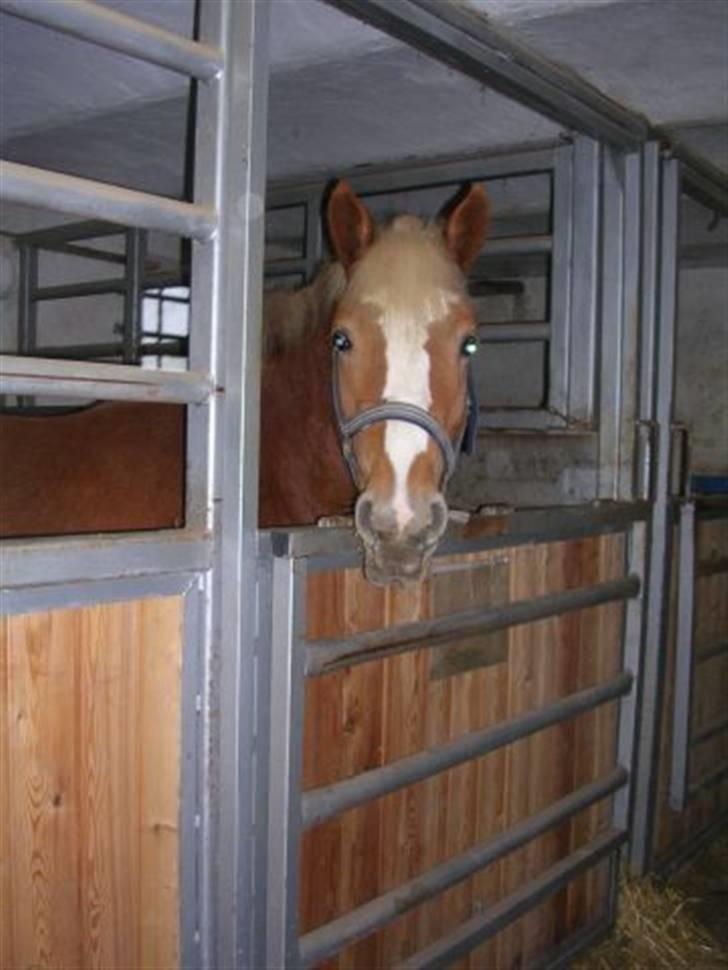 Haflinger Beat Bob- Solgt billede 7