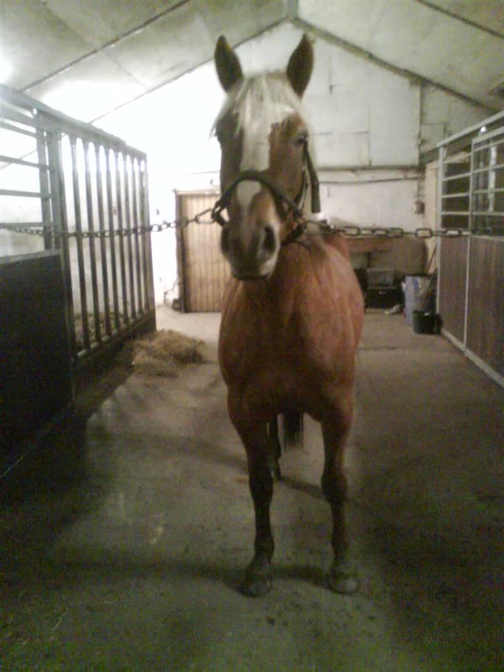 Haflinger Beat Bob- Solgt billede 8