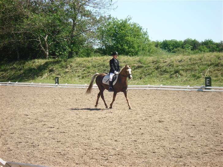 Anden særlig race Jamaica <3(gammel part)<3 - stævne i VIR billede 4