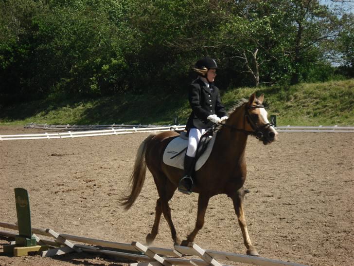 Anden særlig race Jamaica <3(gammel part)<3 - stævne i VIR billede 5