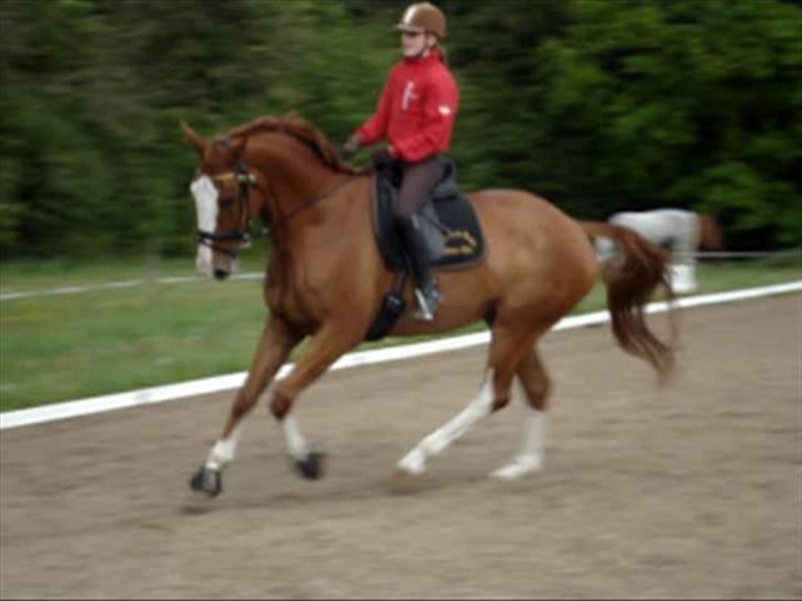 Hannoveraner White Welt *SOLGT* - Velkommen til Walter´s profil :)  24. maj 2009 billede 1