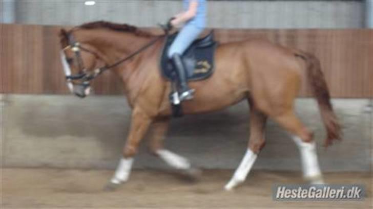 Hannoveraner White Welt *SOLGT* - Walter d. 20. maj 2009 billede 2