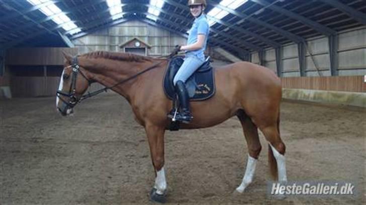 Hannoveraner White Welt *SOLGT* - Puha, lige en pause inden galoppen :)  d. 20. maj 2009 billede 3