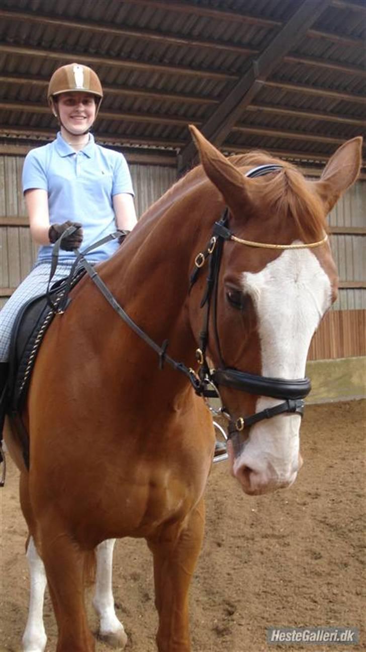 Hannoveraner White Welt *SOLGT* -  d. 20. maj 2009 billede 4