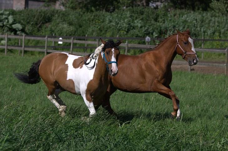 Anden særlig race Phoenex -  *Weekend på pilegården* de to tosser er stadigvæk gode venner (min mors hest peiper) billede 12