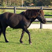 Islænder Mysla fra Gaasvadlund