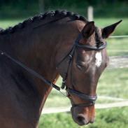 Dansk Varmblod Titanic (Andy)