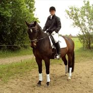 Dansk Varmblod Titanic (Andy)