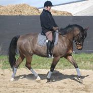 Dansk Varmblod Titanic (Andy)