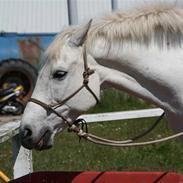 Lipizzaner sir max