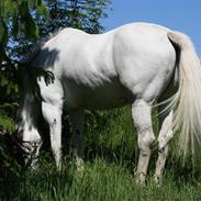 Lipizzaner sir max