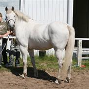 Lipizzaner sir max