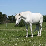 Lipizzaner sir max