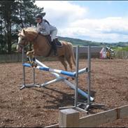 Palomino Maigret (Solgt)