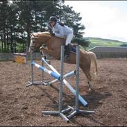 Palomino Maigret (Solgt)