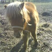 Shetlænder Kaos ¤bette skid¤