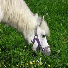 Anden særlig race Freja R.I.P 22/10 2010