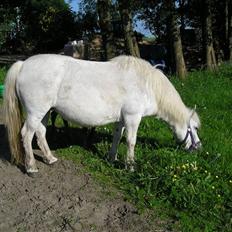 Anden særlig race Freja R.I.P 22/10 2010