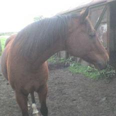 Anden særlig race Chivas *part*