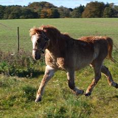 Anden særlig race Trixtan <3 mitet&alt