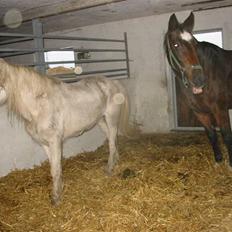 Anden særlig race †Honny†