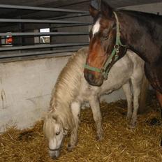 Anden særlig race †Honny†