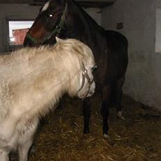 Anden særlig race †Honny†