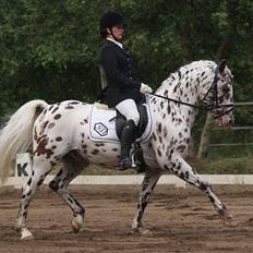 Knabstrupper Lindholms Las Vegas