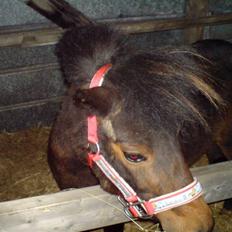 Anden særlig race sunflower