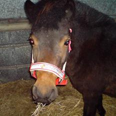 Anden særlig race sunflower