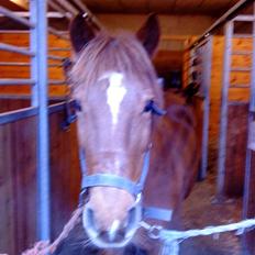 Anden særlig race Saga