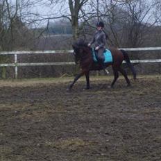 New Forest Kalkwijks Raiza