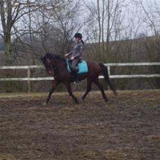 New Forest Kalkwijks Raiza