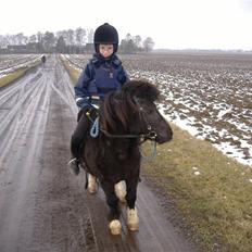 Shetlænder Stjernens Fanny (solgt)