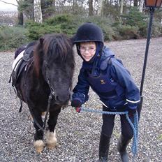 Shetlænder Stjernens Fanny (solgt)