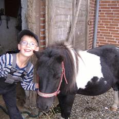 Shetlænder Stjernens Fanny (solgt)