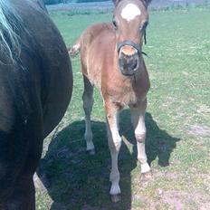 Anden særlig race My