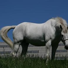 Lipizzaner sir max