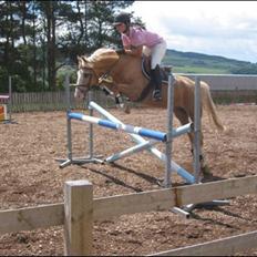 Palomino Maigret (Solgt)